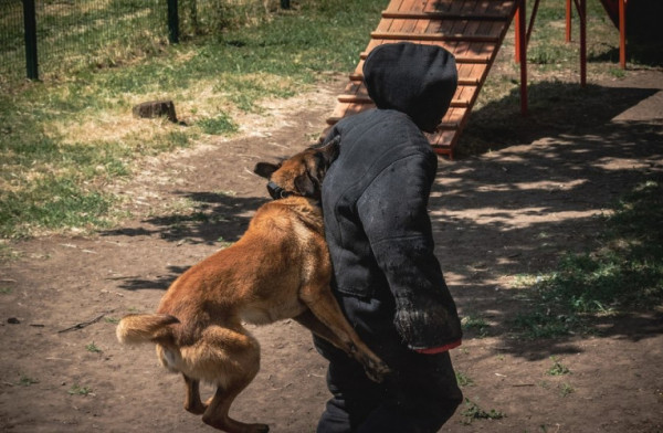 Покинутий рашистами пес служить у Нацгвардії України