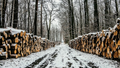 Кабмін заборонив експорт дров з України