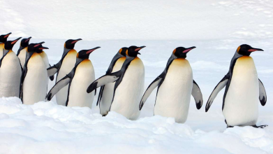 Українських полярників в Антарктиді оточили пінгвіни: що вони роблять «для оборони». Відео