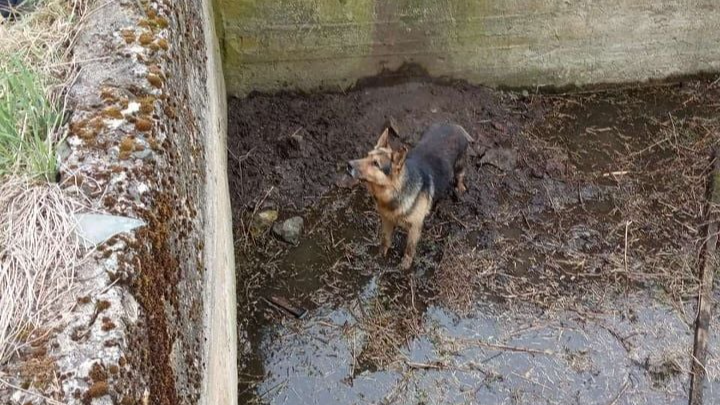 Порятунок чотирилапого: волинські рятувальники дістали собаку з бетонної пастки