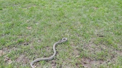 На Волині на дитячому майданчику зловили змію