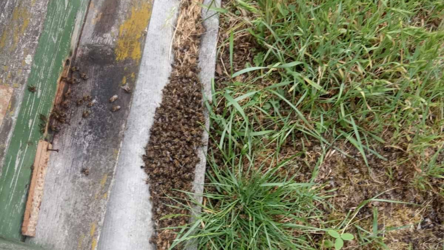 У селі під Луцьком за добу вмерла частина бджіл
