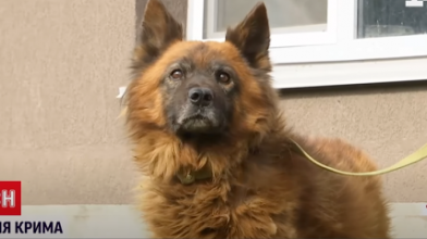 Як зараз живе пес Крим, який через російську ракету втратив родину