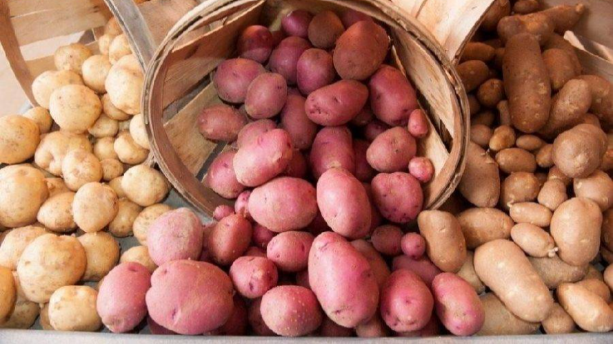 На Волинь їде 100 тонн насіннєвої картоплі, які роздаватимуть селянам