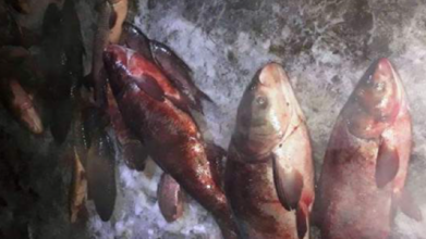Волинський браконьєр заплатить майже 100 тисяч штрафу за виловлені сітками 40 рибин