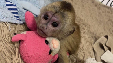 У Луцьку працівниці зоопарку замінили батьків новонародженому мавпеняті