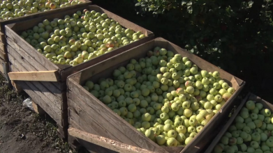 У яблуневому саду біля Луцька збирають врожай: за скільки продають фрукти
