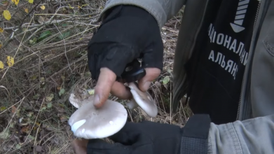 Які гриби ростуть у волинських лісах та почім їх продають