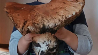 Вагою майже 4 кг: на Волині жінка знайшла гриба-гіганта