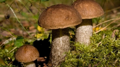 На Волині четверо людей отруїлись грибами