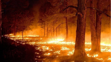 На Волині чоловіка, який підпалив 14 гектарів лісу, засудили на 6 років