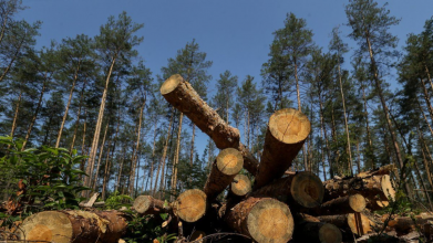 На Волині депутати - проти створення «лісового монстра» та урядової реформи