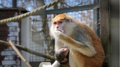 Аби не мерзли мавпи та лемури: у луцькому зоопарку підключать новий генератор
