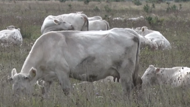 На Волині вирощують корів елітних порід як у дикій природі