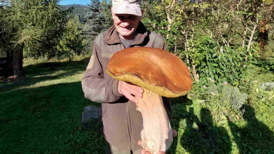 У Карпатах знайшли гігантського білого гриба