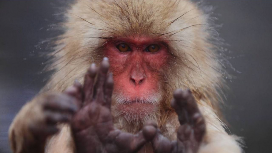 У росії мавпячу віспу приписують українським «біолабораторіям»