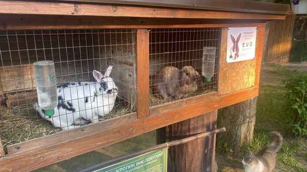 У кроликів із Луцького зоопарку з’явилися опікуни
