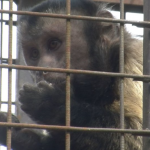"Тварини налякані": Луцький зоопарк прихистив півсотні приматів з Київщини