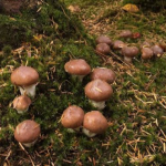 У грибах на Волині - підвищений вміст радіації