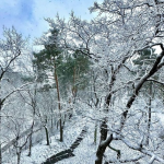 Сніжитиме ще декілька днів: у Луцьк повернулась зима із хурделицями