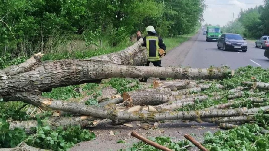 Буревій повалив дерева: у кількох селах Волині ліквідовують наслідки негоди