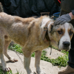 Прив’язав до плити собаку: як покарали волинянина за жорстоке поводження з тваринами