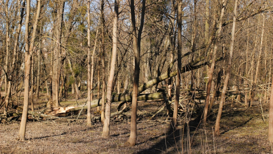 Стало відомо коли з луцького парку приберуть повалені дерева