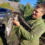 Розвідники волинської тероборони врятували птаха від смерті